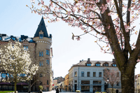 Blommande körsbärsträd på ett soligt torg med äldre, klassisk arkitektur i bakgrunden.