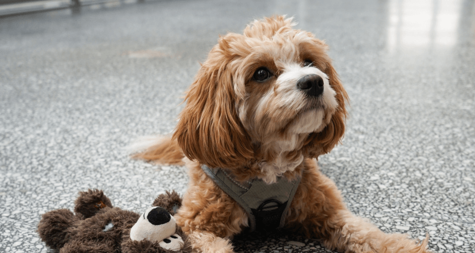 kontor_för_hundägare_world_trade_center_göteborg.png kontor_för_hundägare_world_trade_center_göteborg.png